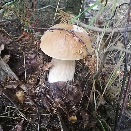 Appartamento U Golebiewskich Stara Kamienica