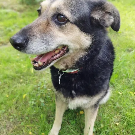 U Golebiewskich Stara Kamienica