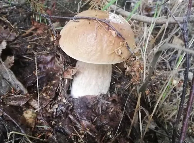 Apartment U Golebiewskich Stara Kamienica