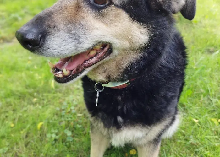 U Gołębiewskich Stara Kamienica