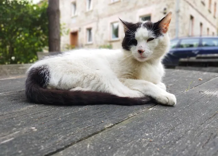 Apartament U Gołębiewskich *