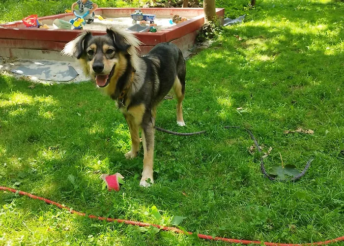 U Gołębiewskich Stara Kamienica