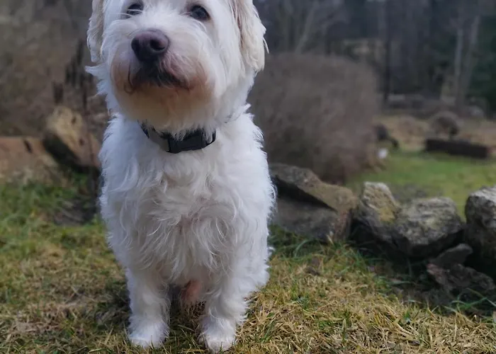 U Gołębiewskich Apartament Stara Kamienica