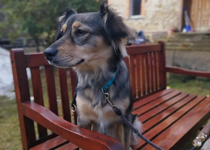 U Gołębiewskich Apartament *